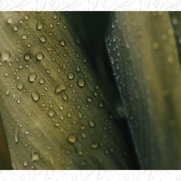 Imagen sobre Cómo hacer mascarilla de aloe vera y aceite de oliva